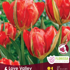 Tulip Love Valley (6bulbs/pkg)
