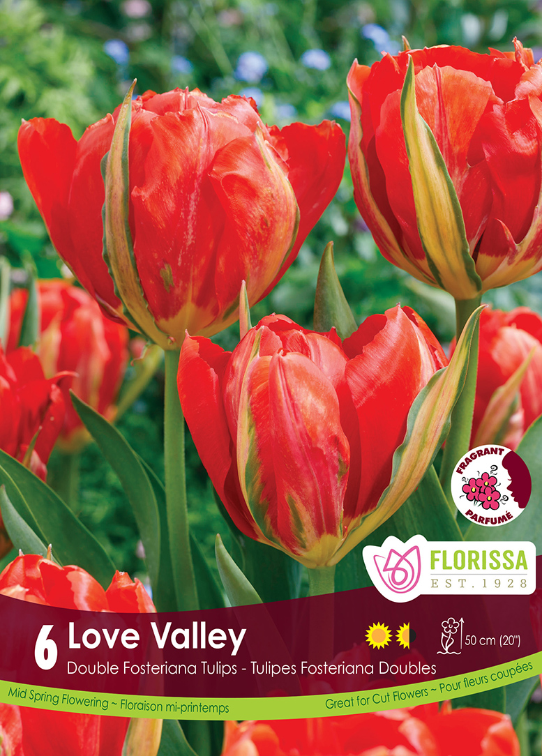 Tulip Love Valley (6bulbs/pkg)