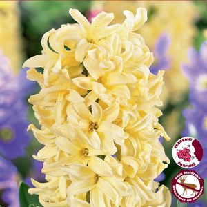 Hyacinth City of Haarlem (4bulbs/pkg)