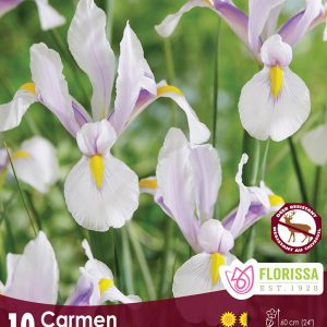 Iris Carmen (10bulbs/pkg)