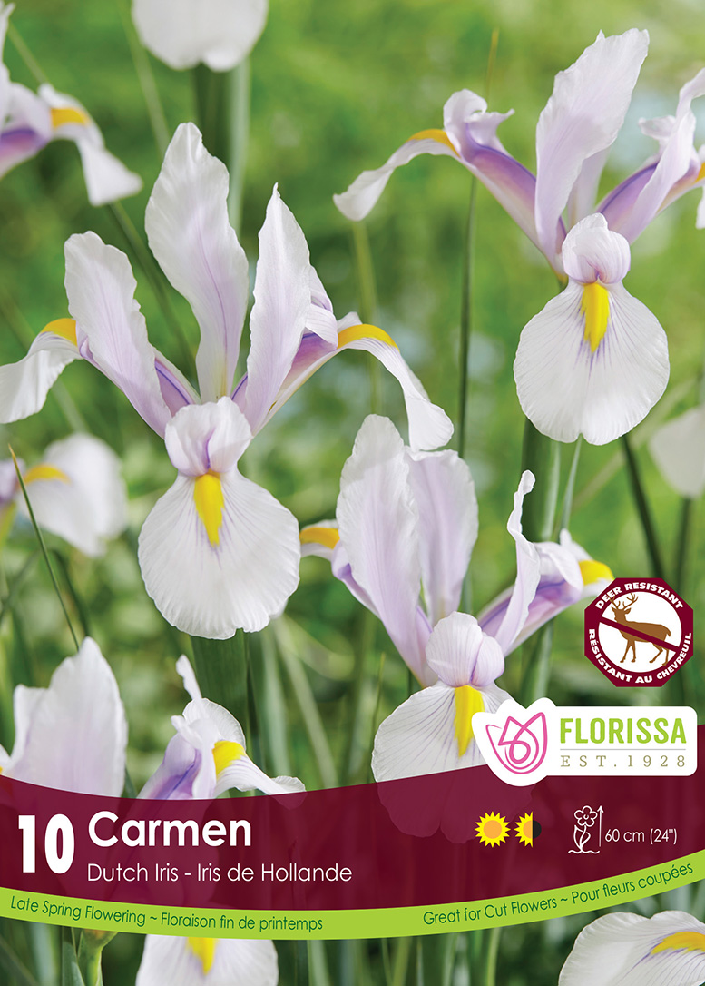 Iris Carmen (10bulbs/pkg)