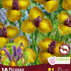 Iris Picasso (10bulbs/pkg)