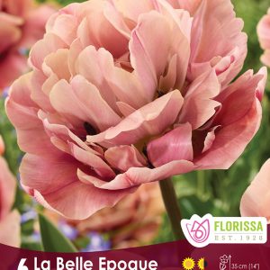 Tulip La Belle Epoque (6bulbs/pkg)