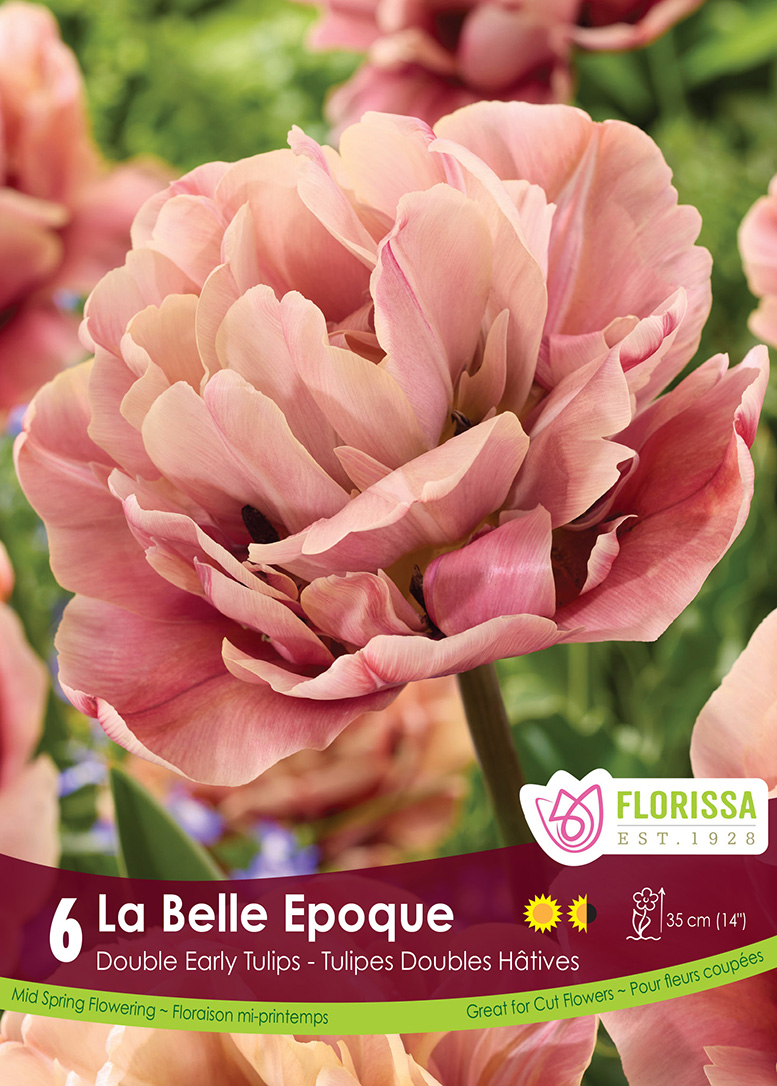 Tulip La Belle Epoque (6bulbs/pkg)