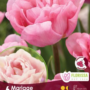 Tulip Mariage (6bulbs/pkg)
