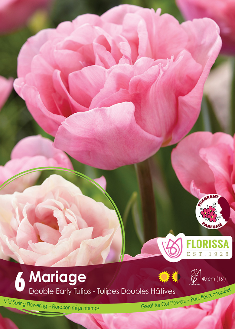 Tulip Mariage (6bulbs/pkg)