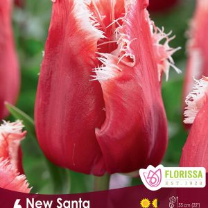 Tulip New Santa (6bulbs/pkg)