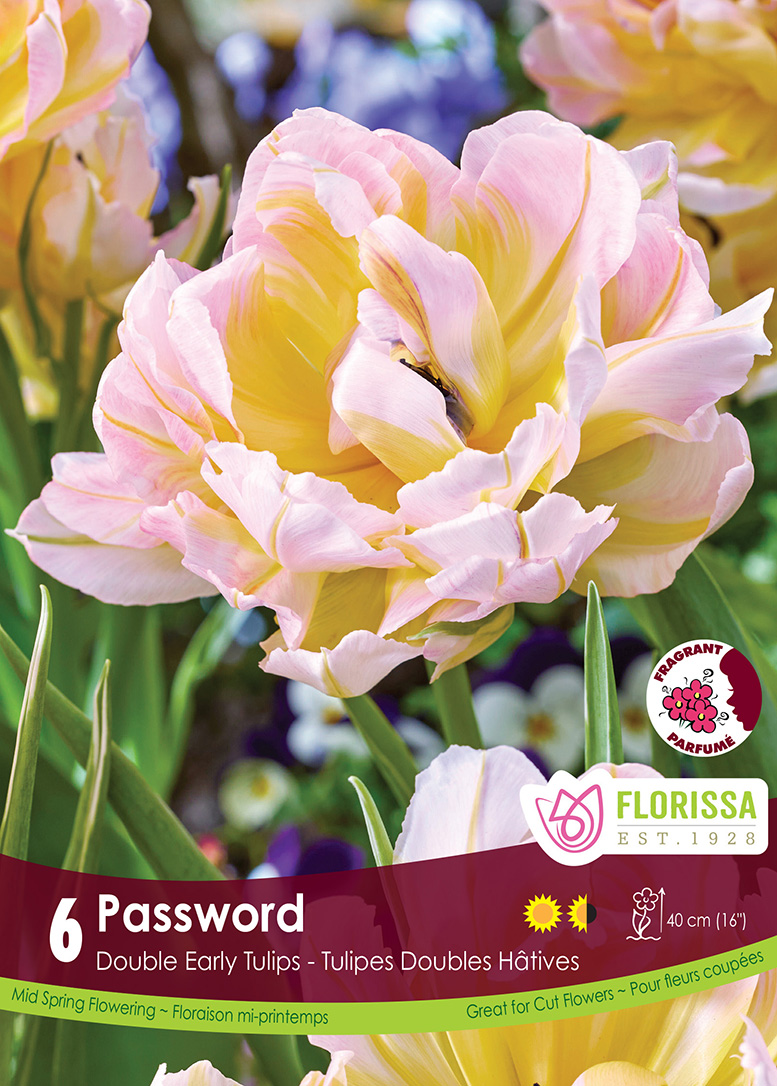 Tulip Password (6bulbs/pkg)