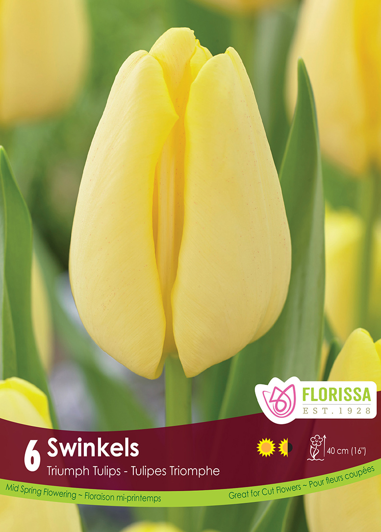 Tulip Swinkels (6bulbs/pkg)