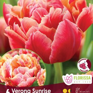 Tulip Verona Sunrise (6bulbs/pkg)