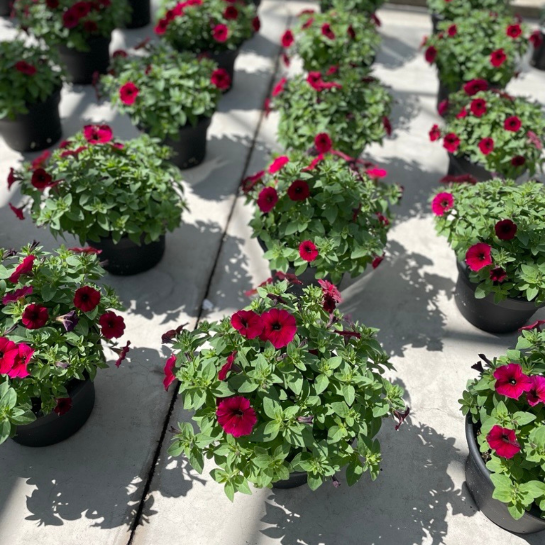 10" Fall Petunia Planter