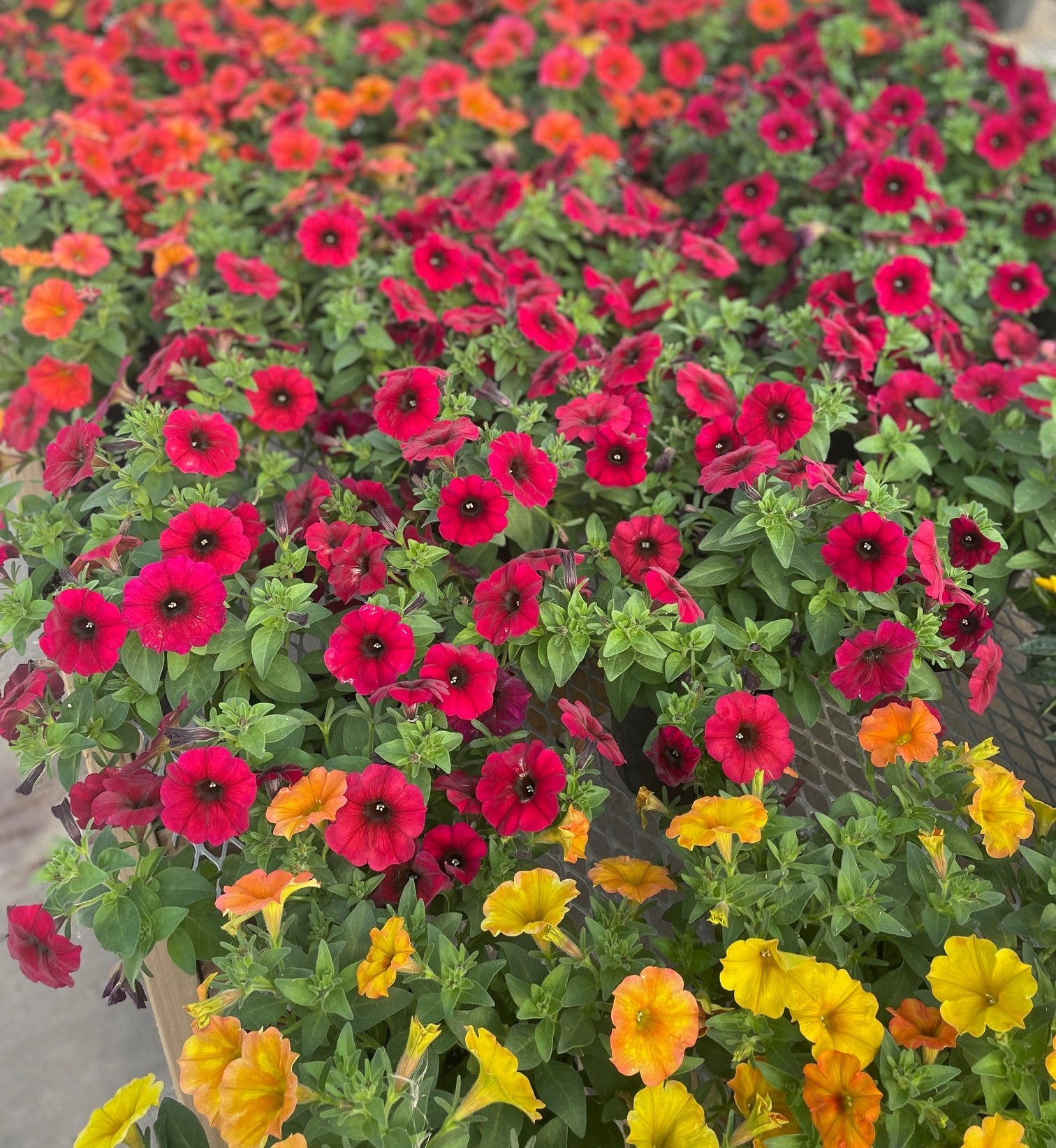 Fall Coloured Petunias product image
