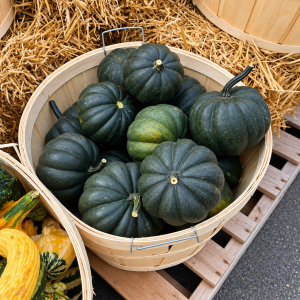 Mini Jacks Black Pumpkins product image