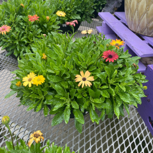 Osterospermum Bowl product image