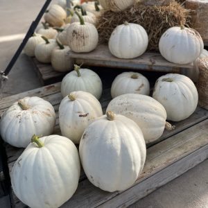 Large White Pumpkins product image